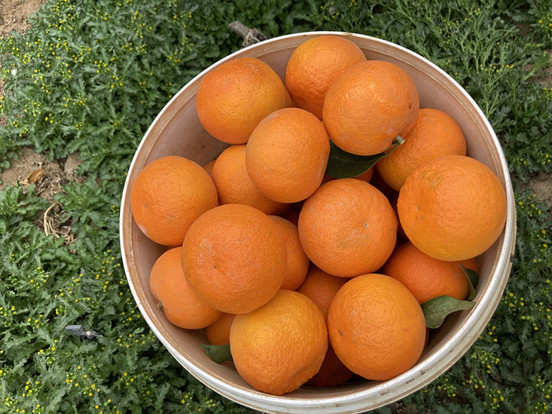 雜草叢生的生態(tài)果園沃柑豐收0