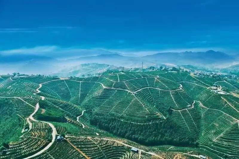 沃柑梯田 沃柑梯田