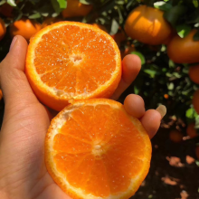 汁水欲滴的現摘沃柑