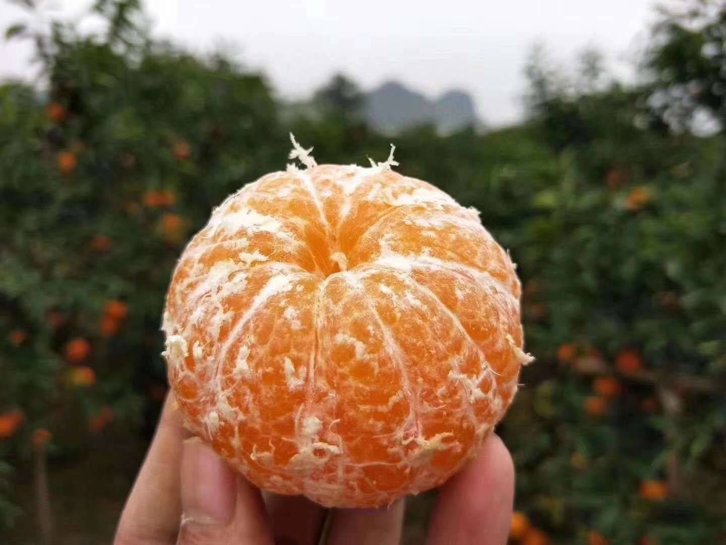 脫了衣服的沃柑