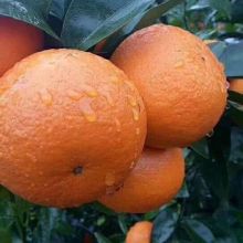 沐浴著清晨露水成熟待摘的肥碩云南沃柑