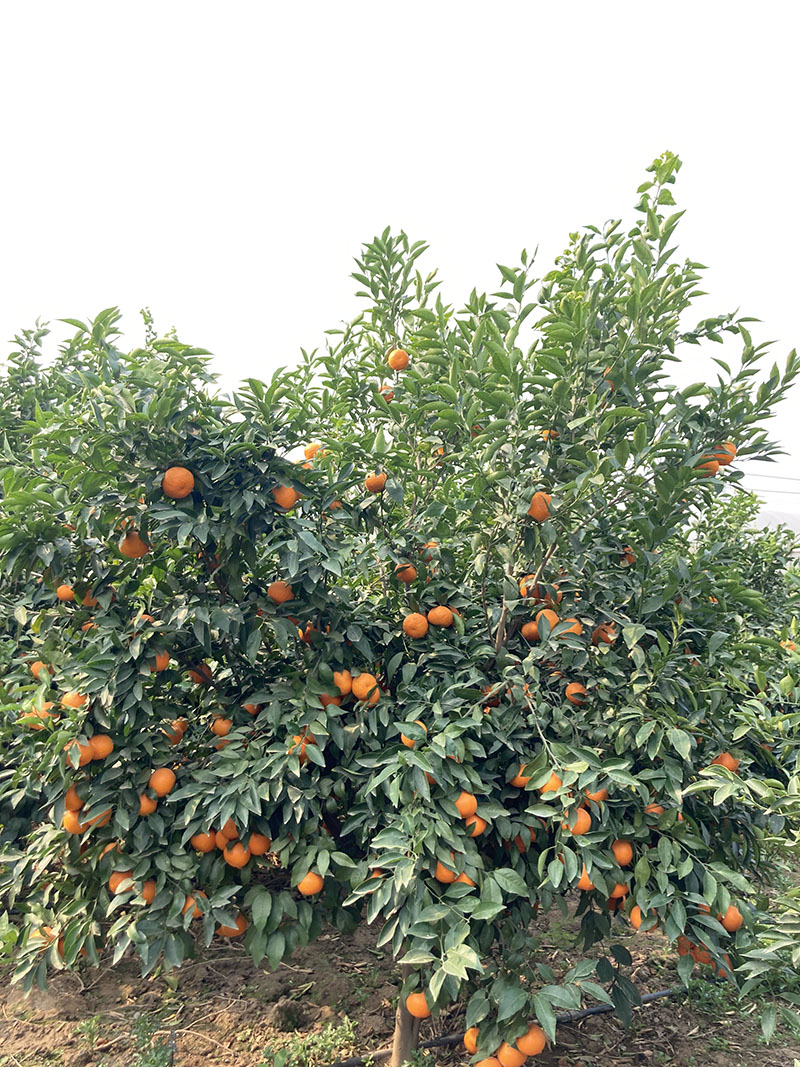 掛滿沃柑的果園