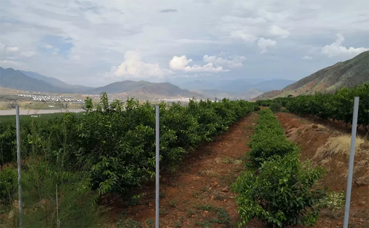 果園遠景 果園遠景